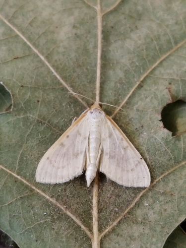 Pyrausta testalis