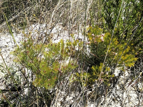 Image of Serruria decipiens by (c) De Waal Hugo, some rights reserved (CC BY)