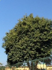 Magnoliopsida