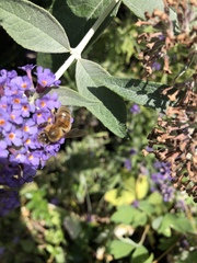 Apis mellifera