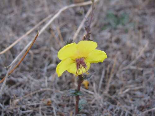 moth mullein