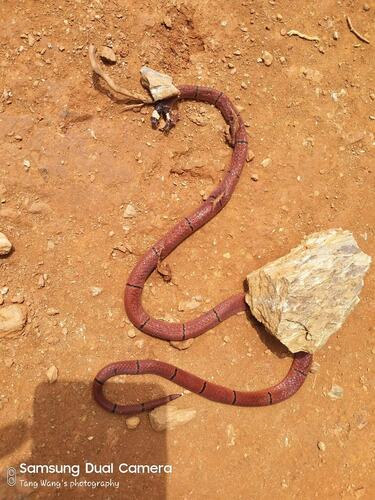 MacClelland’s Coral Snake