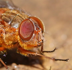 Calliphora ochracea