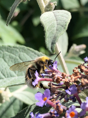 Bombus
