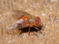 Calliphora ochracea