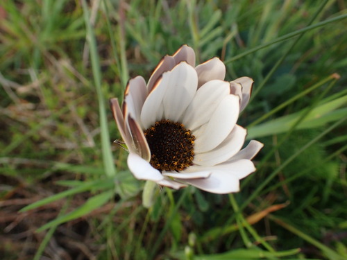 Image of Dimorphotheca nudicaulis by (c) agujaceratops, some rights reserved (CC BY)