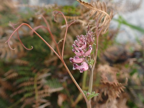 Image of Cysticapnos cracca by (c) agujaceratops, some rights reserved (CC BY)