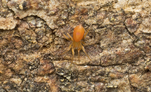 Oonopidae