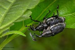 Cercidocerus lateralis