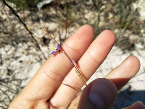 Image of Heliophila linoides by (c) De Waal Hugo, some rights reserved (CC BY)