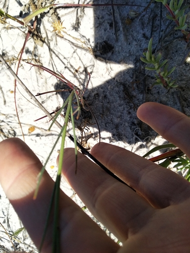 Image of Heliophila linoides by (c) De Waal Hugo, some rights reserved (CC BY)