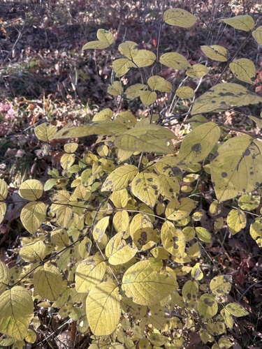 Lonicera praeflorens, photograph 3