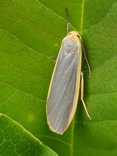 Common Footman