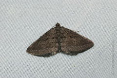 Rhoptria asperaria