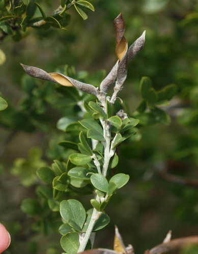 Thick SIlverpod (Argyrolobium crassifolium)