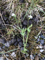Cerastium nigrescens