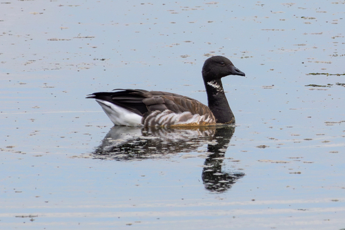 Barnacla carinegra (Branta bernicla)