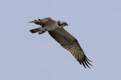 Águila pescadora (Pandion haliaetus)
