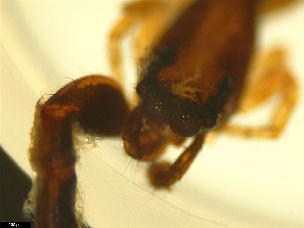 Festucula robusta
