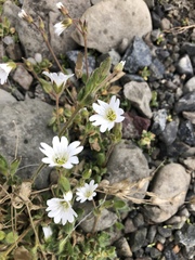 Cerastium nigrescens