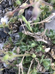 Cerastium nigrescens