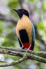 Noisy Pitta photo 2
