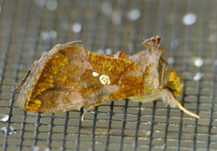 Argyrogramma verruca