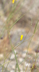 Eschscholzia minutiflora