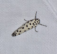 Ethmia clytodoxa