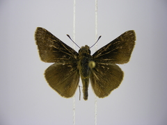 Gegenes pumilio gambica