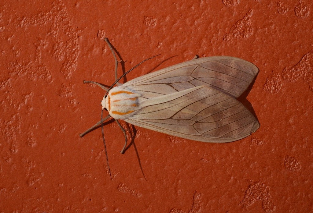 Amastus aconia from Bongará Province, Peru on October 30, 2014 at 05:33 ...