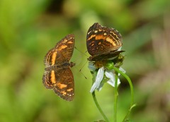 Anthanassa drusilla alceta