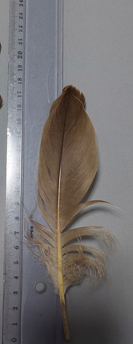 Plume de Bernache du Canada