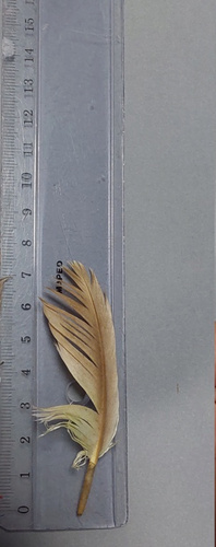 Plume de Bernache du Canada