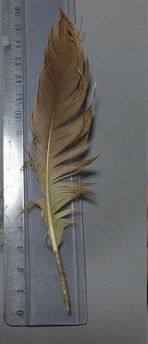 Plume de Bernache du Canada