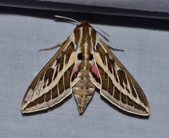 Hyles livornicoides