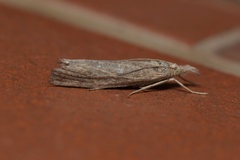 Thopeutis galleriellus