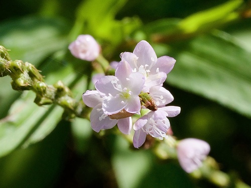 Vietnamese coriander (Persicaria odorata)