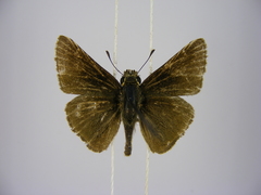 Gegenes pumilio gambica