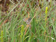 Coenonympha tullia