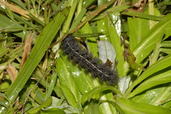 Ardices curvata