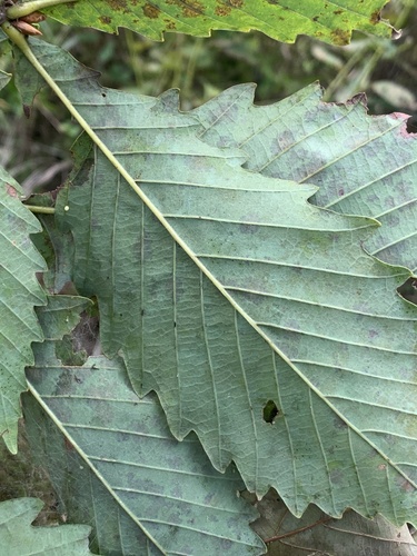 Image of Quercus mongolica by (c) Daniel J. Layton, some rights reserved (CC BY)