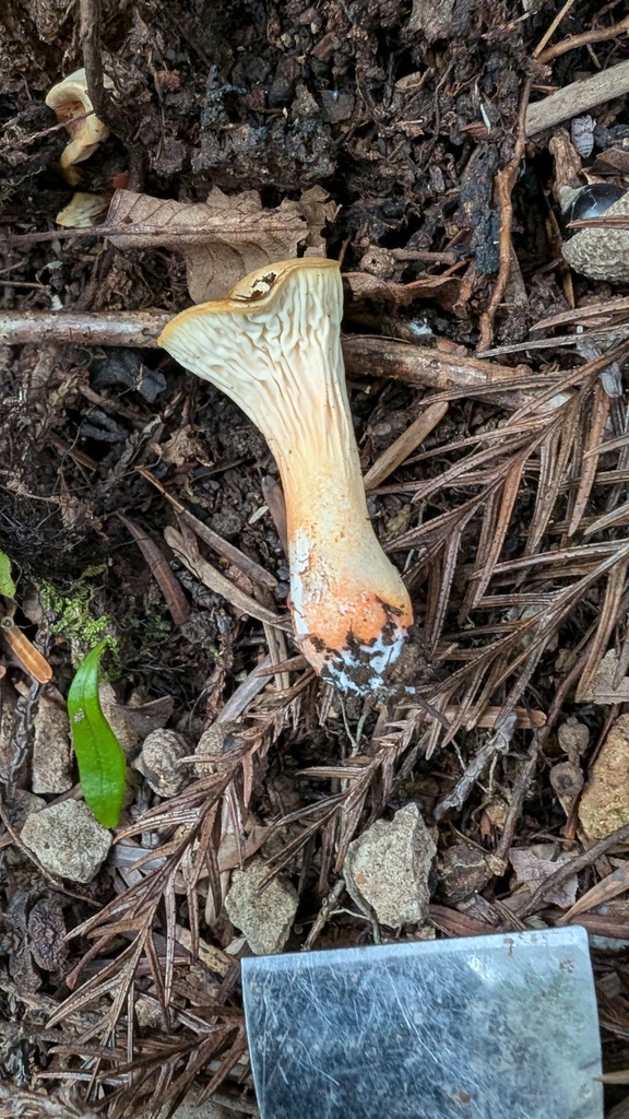 Turbinellus floccosus · October 2024 · photo: © atsushi_nakajima_cirque (iNaturalist, cc-by)