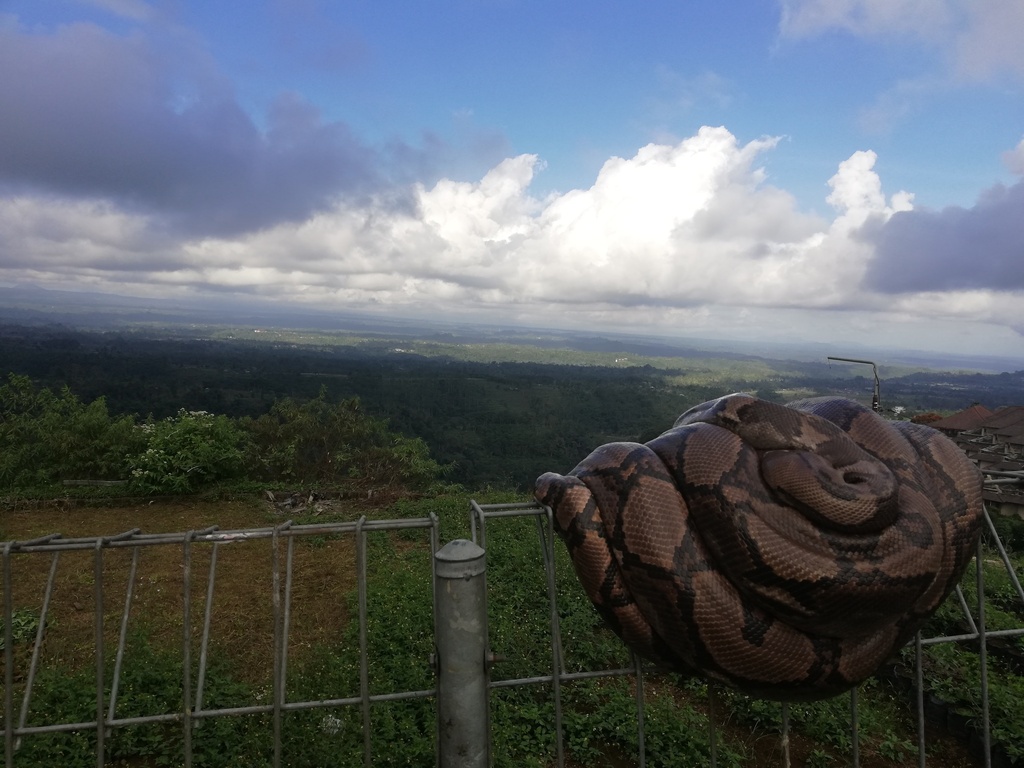 Reticulated Python from Tabanan Regency, Bali, Indonezja on June 30 ...