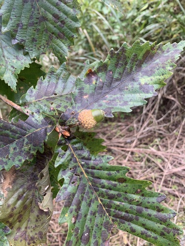Quercus crispula iNat (1)