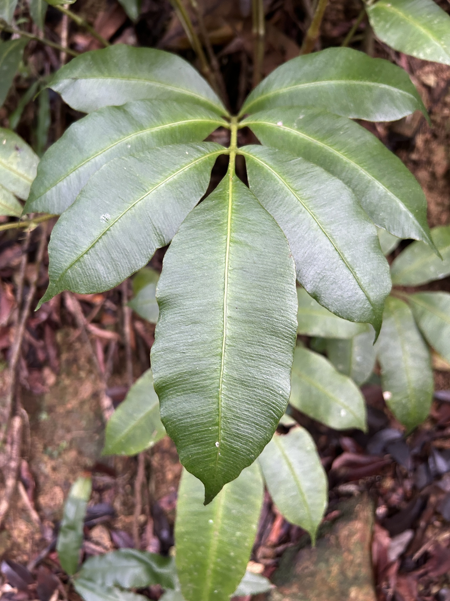 Danaea polymorpha