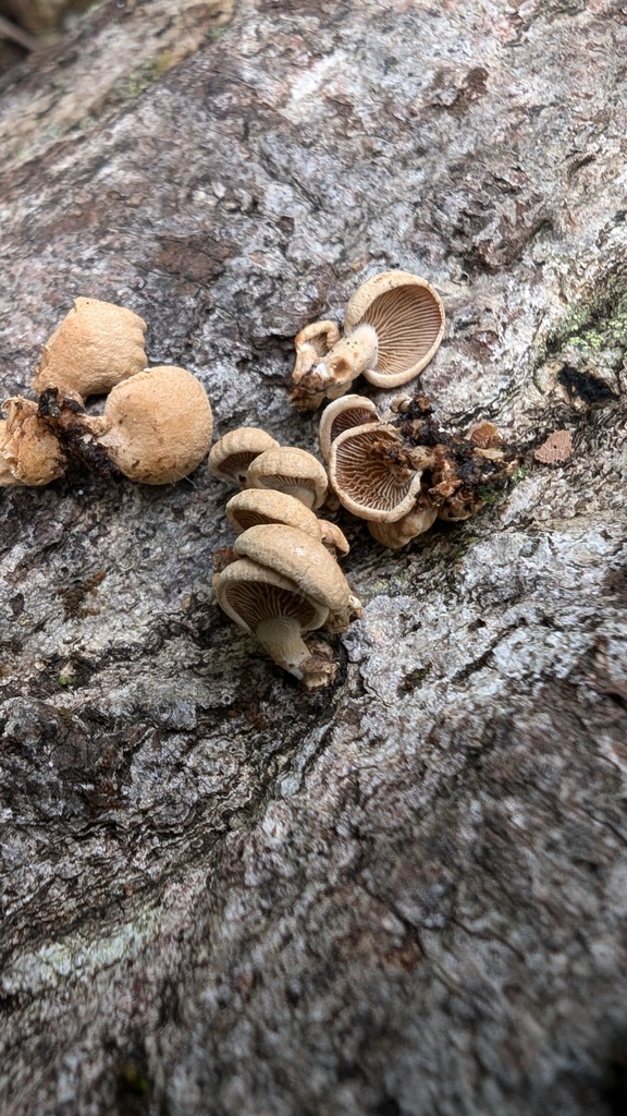 Panellus stipticus · October 2024 · photo: © atsushi_nakajima_cirque (iNaturalist, cc-by)