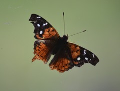 Hypanartia kefersteini