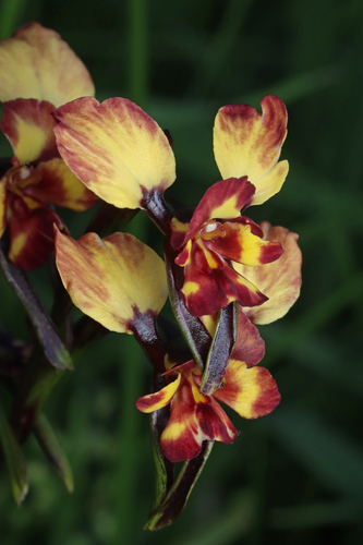 Wallflower orchid (Diuris orientis)