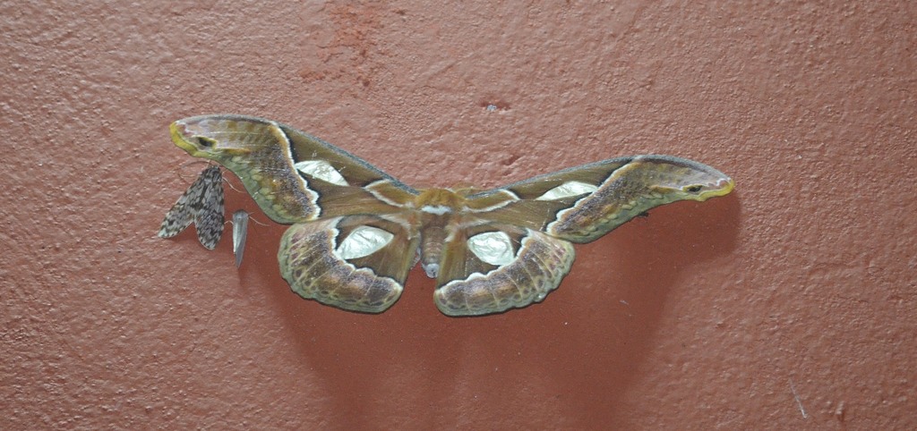 Rothschildia xanthina